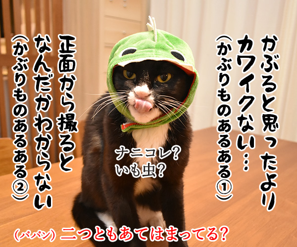 100円ショップの猫グッズを紹介するわよッ ねこの写真で4コマ漫画 7コマ目ッ