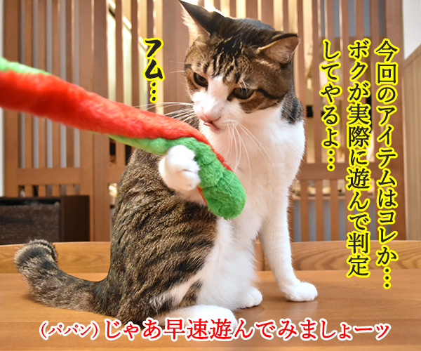 100円ショップの猫グッズを紹介するわよッ 第二回「ふわふわヘビじゃらし」　ねこの写真で４コマ漫画　２コマ目ッ