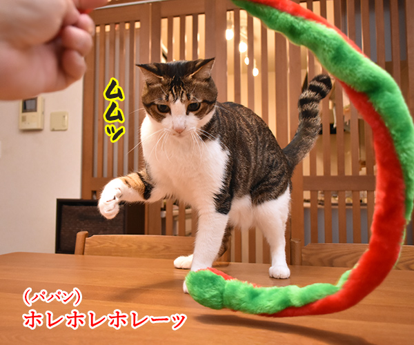 100円ショップの猫グッズを紹介するわよッ 第二回「ふわふわヘビじゃらし」　ねこの写真で４コマ漫画　３コマ目ッ