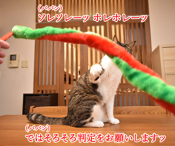 100円ショップの猫グッズを紹介するわよッ 第二回「ふわふわヘビじゃらし」　ねこの写真で４コマ漫画　４コマ目ッ