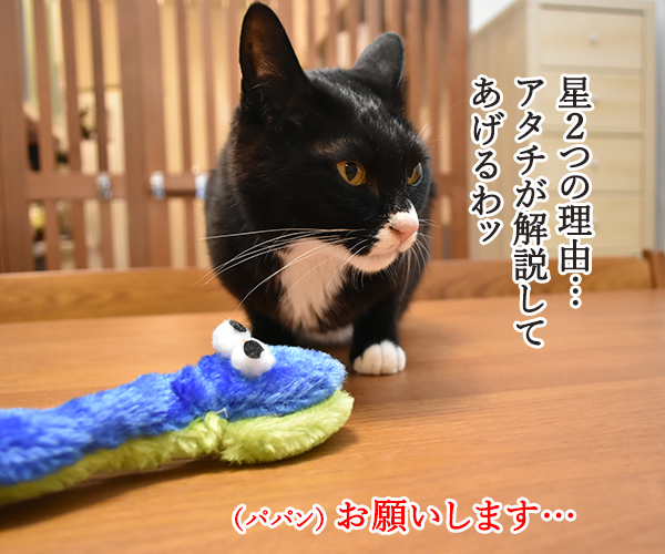 100円ショップの猫グッズを紹介するわよッ 第二回「ふわふわヘビじゃらし」　ねこの写真で４コマ漫画　１コマ目ッ
